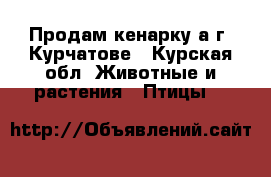 Продам кенарку а г. Курчатове - Курская обл. Животные и растения » Птицы   